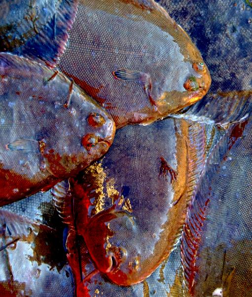 Fileyeur Arcachon ab6.jpg